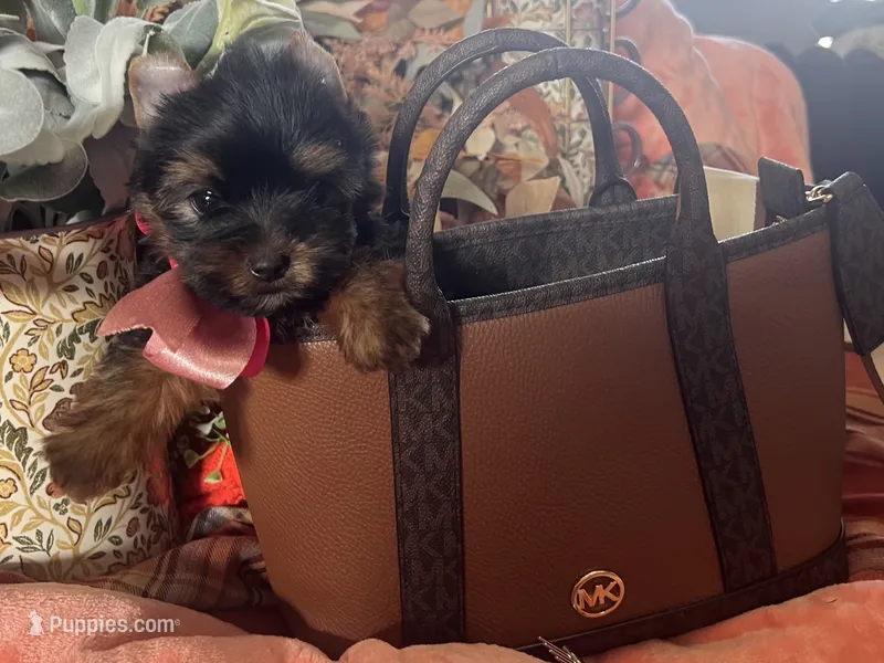 Toy Akc Liberty "Libby" – Yorkshire Terrier puppy for sale in Portales, NM