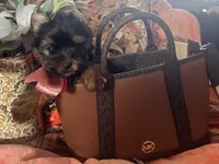 Toy Akc Liberty "Libby", a female Yorkshire Terrier for sale in Portales, NM – 1 of 10