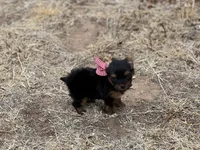 Reggie Akc traditional , a male Yorkshire Terrier for sale in Portales, NM – 9 of 10