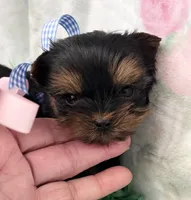 Tiny Toy Boy Akc, a male Yorkshire Terrier for sale in Portales, NM – Photo 3 of 10
