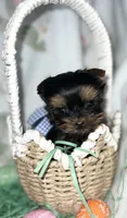 Tiny Toy Boy Akc, a male Yorkshire Terrier for sale in Portales, NM – Photo 6 of 10