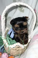 Tiny Toy Boy Akc, a male Yorkshire Terrier for sale in Portales, NM – Photo 9 of 10