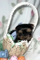 Tiny Toy Boy Akc, a male Yorkshire Terrier for sale in Portales, NM – Photo 4 of 10