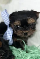 Tiny Toy Boy Akc, a male Yorkshire Terrier for sale in Portales, NM – Photo 1 of 10