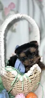 Tiny Toy Boy Akc, a male Yorkshire Terrier for sale in Portales, NM – Photo 7 of 10