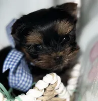 Tiny Toy Boy Akc, a male Yorkshire Terrier for sale in Portales, NM – Photo 2 of 10