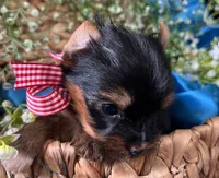 Reggie Akc traditional , a male Yorkshire Terrier for sale in Portales, NM – 6 of 10