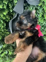 Toy Akc Liberty "Libby", a female Yorkshire Terrier for sale in Portales, NM – 8 of 10