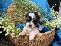 Bradley Akc Parti Boy, a male Yorkshire Terrier for sale in Portales, NM – 9 of 10