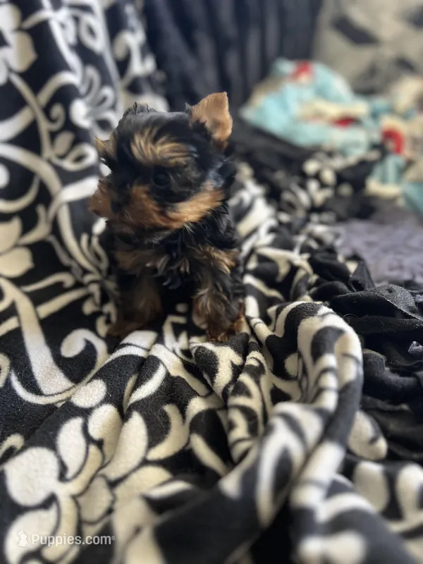 "Tiny Toy" Boy Easter Puppy – Yorkshire Terrier puppy for sale in Portales, NM
