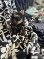 Toy Boy Easter Puppy, a male Yorkshire Terrier for sale in Portales, NM – Photo 3 of 10