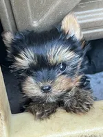 Toy Boy Easter Puppy, a male Yorkshire Terrier for sale in Portales, NM – Photo 2 of 10
