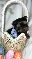 Toy Boy Easter Puppy, a male Yorkshire Terrier for sale in Portales, NM – Photo 10 of 10