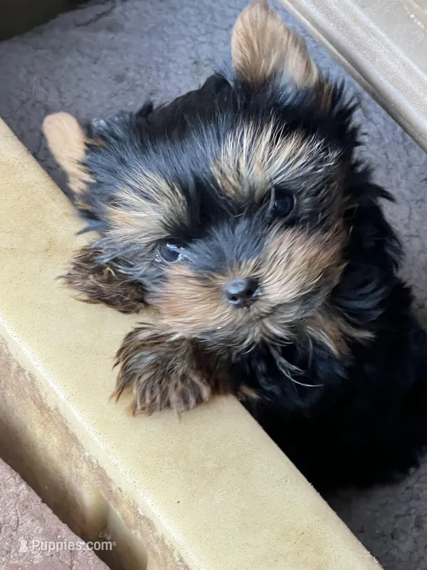 Toy Boy Easter Puppy – Yorkshire Terrier puppy for sale in Portales, NM