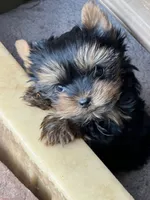 Toy Boy Easter Puppy, a male Yorkshire Terrier for sale in Portales, NM – Photo 1 of 10