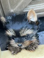 Toy Boy Easter Puppy, a male Yorkshire Terrier for sale in Portales, NM – Photo 6 of 10