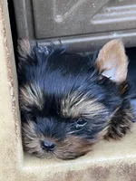 Toy Boy Easter Puppy, a male Yorkshire Terrier for sale in Portales, NM – Photo 7 of 10
