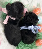 Toy Boy Easter Puppy, a male Yorkshire Terrier for sale in Portales, NM – Photo 9 of 10