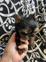 Toy Boy Easter Puppy, a male Yorkshire Terrier for sale in Portales, NM – Photo 8 of 10
