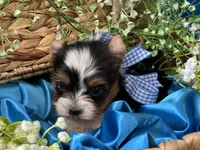 Bradley Akc Parti Boy, a male Yorkshire Terrier for sale in Portales, NM – 7 of 10