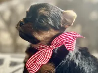 Reggie Akc traditional , a male Yorkshire Terrier for sale in Portales, NM – 2 of 10
