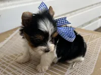 Bradley Akc Parti Boy, a male Yorkshire Terrier for sale in Portales, NM – 1 of 10
