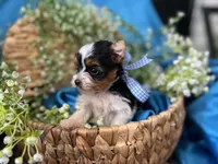 Bradley Akc Parti Boy, a male Yorkshire Terrier for sale in Portales, NM – 4 of 10