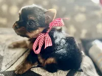 Reggie Akc traditional , a male Yorkshire Terrier for sale in Portales, NM – 4 of 10