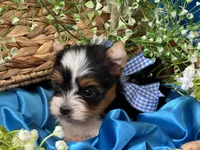 Bradley Akc Parti Boy, a male Yorkshire Terrier for sale in Portales, NM – 10 of 10