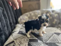 Bradley Akc Parti Boy, a male Yorkshire Terrier for sale in Portales, NM – 2 of 10