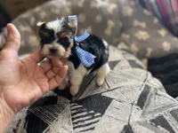 Bradley Akc Parti Boy, a male Yorkshire Terrier for sale in Portales, NM – 8 of 10