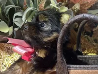Toy Akc Liberty "Libby", a female Yorkshire Terrier for sale in Portales, NM – 3 of 10