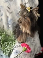 Toy Akc Liberty "Libby", a female Yorkshire Terrier for sale in Portales, NM – 10 of 10