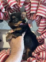 Reggie Akc traditional , a male Yorkshire Terrier for sale in Portales, NM – 8 of 10