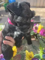 Akc Black Beauty, a female Miniature Schnauzer for sale in Portales, NM – 4 of 10