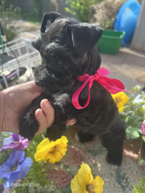 Akc Black Beauty – Miniature Schnauzer puppy for sale in Portales, NM