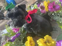 Akc Black Beauty, a female Miniature Schnauzer for sale in Portales, NM – 9 of 10