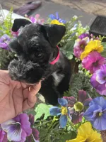 Akc Black Beauty, a female Miniature Schnauzer for sale in Portales, NM – 6 of 10