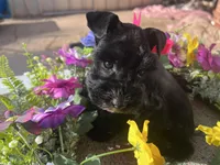 Akc Black Beauty, a female Miniature Schnauzer for sale in Portales, NM – 3 of 10