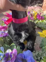 Akc Black Beauty, a female Miniature Schnauzer for sale in Portales, NM – 7 of 10