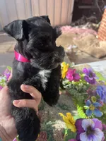 Akc Black Beauty, a female Miniature Schnauzer for sale in Portales, NM – 2 of 10