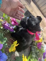 Akc Black Beauty, a female Miniature Schnauzer for sale in Portales, NM – 8 of 10