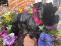 Akc Black Beauty, a female Miniature Schnauzer for sale in Portales, NM – 5 of 10