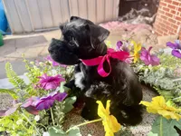 Akc Black Beauty, a female Miniature Schnauzer for sale in Portales, NM – 10 of 10