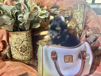 Toy Akc Liberty "Libby", a female Yorkshire Terrier for sale in Portales, NM – 6 of 10
