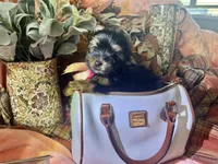 Toy Akc Liberty "Libby", a female Yorkshire Terrier for sale in Portales, NM – 4 of 10