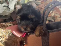 Toy Akc Liberty "Libby", a female Yorkshire Terrier for sale in Portales, NM – 5 of 10