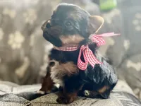 Reggie Akc traditional , a male Yorkshire Terrier for sale in Portales, NM – 10 of 10