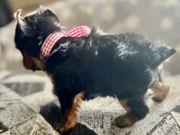 Reggie Akc traditional , a male Yorkshire Terrier for sale in Portales, NM – 3 of 10