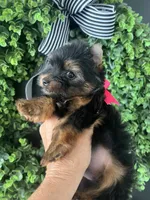 Toy Akc Liberty "Libby", a female Yorkshire Terrier for sale in Portales, NM – 7 of 10